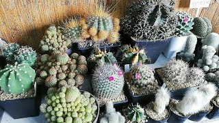 แคคตัส ต้นกระบองเพชร ต้นไม้ l Cactus l Tree ตลาดน้ำบางน้ำผึ้ง #TKJourney