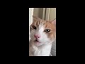 😂 funniest cats and dogs videos 😺🐶 🥰😹 hilarious animal compilation №609