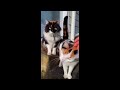 😂 funniest cats and dogs videos 😺🐶 🥰😹 hilarious animal compilation №609