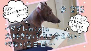 パパに会えないストレス…やる気も元気もなくなったイタグレパピーのｍｉｓｉａ(ミーシャ)【生後276日】【うちの子209日目】【イタリアングレーハウンド】【子犬】【イタグレパピー】