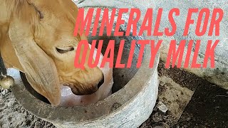 Natural mineral source for Gau in Krishived Organic Farm