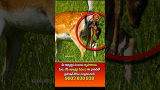 దేవుడు ఏమి చేశాడు | గర్భవతి అయిన జింక | వెంటాడుతున్న సింహం | moral story  #arunachalam #godmiracles