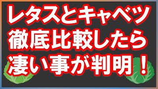 【現役医師わかりやすく解説】レタスとキャベツ徹底比較したら凄い事が判明！