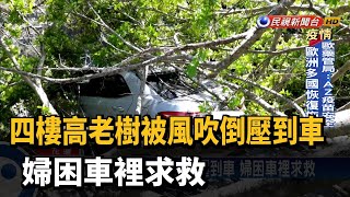 四樓高老樹被風吹倒壓到車 婦困車裡求救－民視新聞