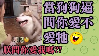 阿拉斯加雪橇犬 哈士奇 問你愛不愛我？ 你愛我嗎？