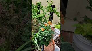 எங்கள் தோட்டத்தில் வண்ணத்துப்பூச்சிகளும் பூக்களும் | Garden Corner - organic