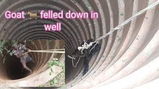 Goat fell down கிடா ஆடு கிணற்றில் விழுந்தது #Goat fell down in to deep well| கிணற்றில் விழுந்த ஆடு