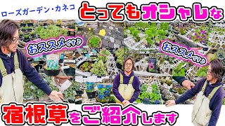 バラと宿根草に癒された～い🌹ローズガーデンカネコ 金子 慎吾さんのおススメ👍【とってもオシャレ～な宿根草🌼】