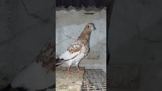 Lal Sira  Kabootar Ka Pattha#highflyingpigeons#kabootarbazi#lalsira