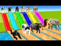 Choose Right Slider Mystery Box Challenge With Cow Tiger Elephant Mammoth Buffalo Gorilla Animals