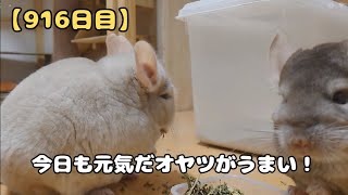 【916日目】今日も元気だオヤツがうまい！【孤独な飼い主のペットとの生活】