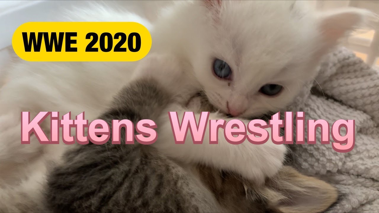 Kittens Wrestling Youtube