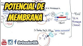 Potencial de Membrana (transmembrana o reposo) facil