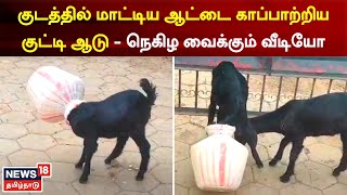 Viral video | குடத்தில் மாட்டிக்கொண்ட ஆட்டுக்குட்டியை காப்பாற்றிய குட்டி ஆடு -அதிசய காட்சி