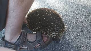 Curious echidna sniffs feet 2