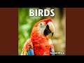 Bird Whistle Single Soft Call (Version 1)