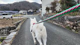 【今日のシロちゃん】我が家の秋田犬シロ(悠真)Akita 🐕２０２４年１２月３１日今年ラストの夕方散歩