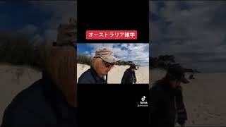 【オーストラリア】知ってた！？サメの雑学