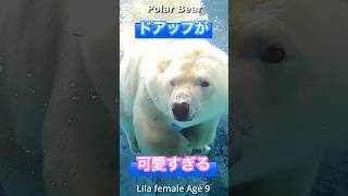 水中の遊びが巧み過ぎるリラからのプレゼント #Polarbear #ホッキョクグマ #shorts