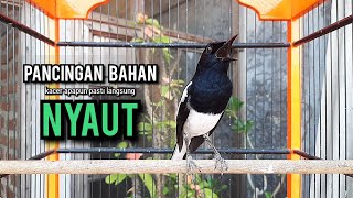 SUARA BURUNG kacer gacor NGEPLONG TARUNG ini paling AMPUH buat PANCINGAN KACER agar EMOSI