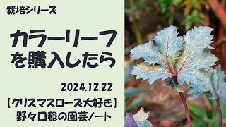 2024.12.22 カラーリーフを購入したら