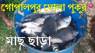 মাছ ছাড়া গোপালপুর ঘোলা পুকুরে – Fish at Gopalpur Ghola Pond | Rozina’s Club