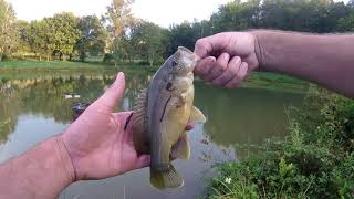 THE BIG GREEN SUNFISH POND