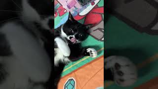 ちいちいぱっぱ ちいぱっぱ🐈‍⬛ハチワレ猫の楽しい毛繕い【猫動画tuxedo-catざきお】