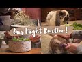 Night Routine With A Bunny