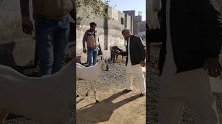 इसका बकरे का नाम चँचल है | Care For Animals | #animallover #like #sheare #subscribemychannel