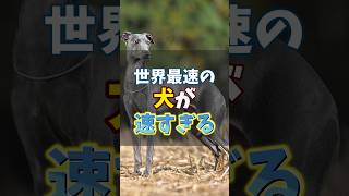 世界最速の犬が速すぎる