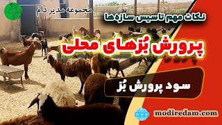 آموزش پرورش بزهای محلی