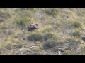 2017 tahr rut in new zealand