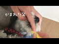 犬の歯磨き！ミニチュアシュナウザーのベアが毎日歯みがきをご紹介