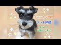 犬の歯磨き！ミニチュアシュナウザーのベアが毎日歯みがきをご紹介