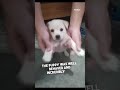 A Rescued Puppy Reunites with His Mother