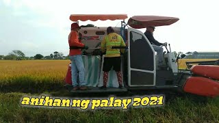 Anihan ng palay 2021/ Victoria laguna.