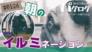 朝のイルミネーションを散歩するパグ犬小虎 [パグログ-0126]