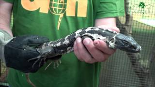 SEE AND BUY - Black spiny-tailed iguana Ctenosaura pectinata piebald