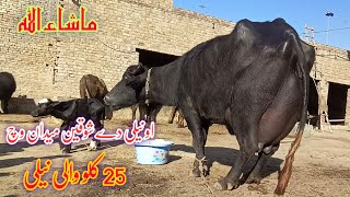 High Milking Pure Nili Ravi Buffalo's for sale for sale in punjab pakistanon youtube