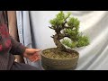 japanese black pine bonsai bud selection and needle pluck keeping it simple