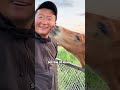 master please don’t leave me rescue cuteanimals shortvideo pets animals rescue horse