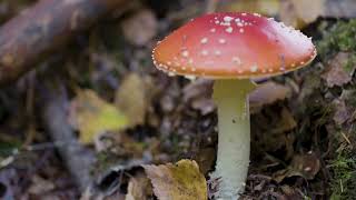 Fungi - Woodland Wildlife in the South Downs