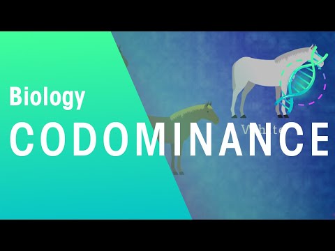 Which is the best example of Codominance quizlet?