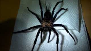 My Giant Diplurid Spider has passed away :( But also some good news!