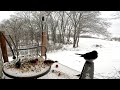 winter bird feeding sights and sounds