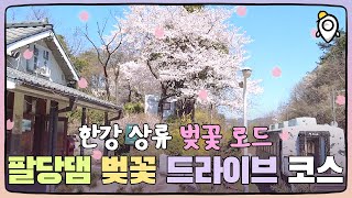 🌸Introducing Korea's representative cherry blossom spots.🌸