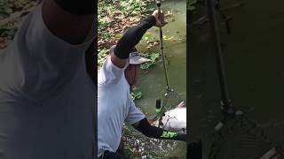 Catching Cream Dory #shorts #fishing #fishingvideo #fishhunting #fishingadventures #fishingislife