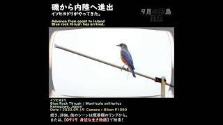 沿岸から内陸に進出した野鳥イソヒヨドリのキレイなオス。 英語名Blue Rock Thrush（磯鵯） Monticola solitarius スズメ目ヒタキ科（ツグミ科）