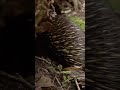 echidnas are super chill. literally. shorts